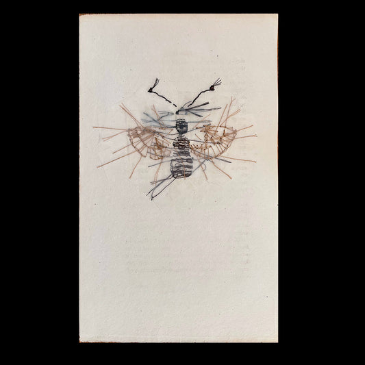 Antique Engraving (Earwig)