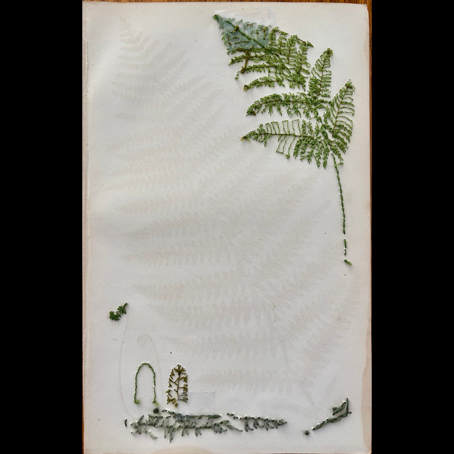 Antique Botanical Print (Fern Leaf)