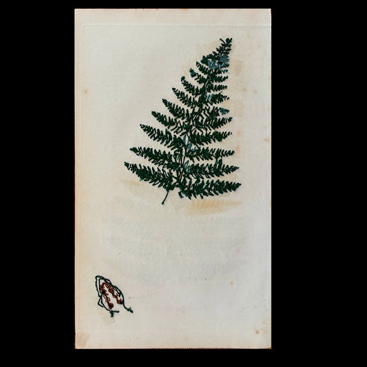 Antique Botanical Print (Fern)