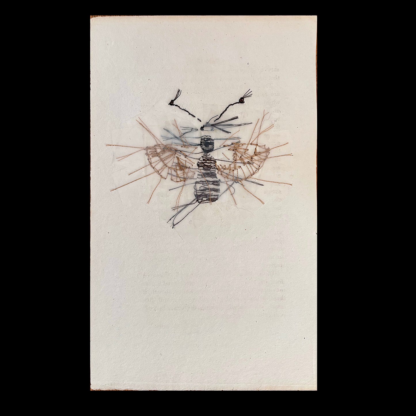 Antique Engraving (Earwig)