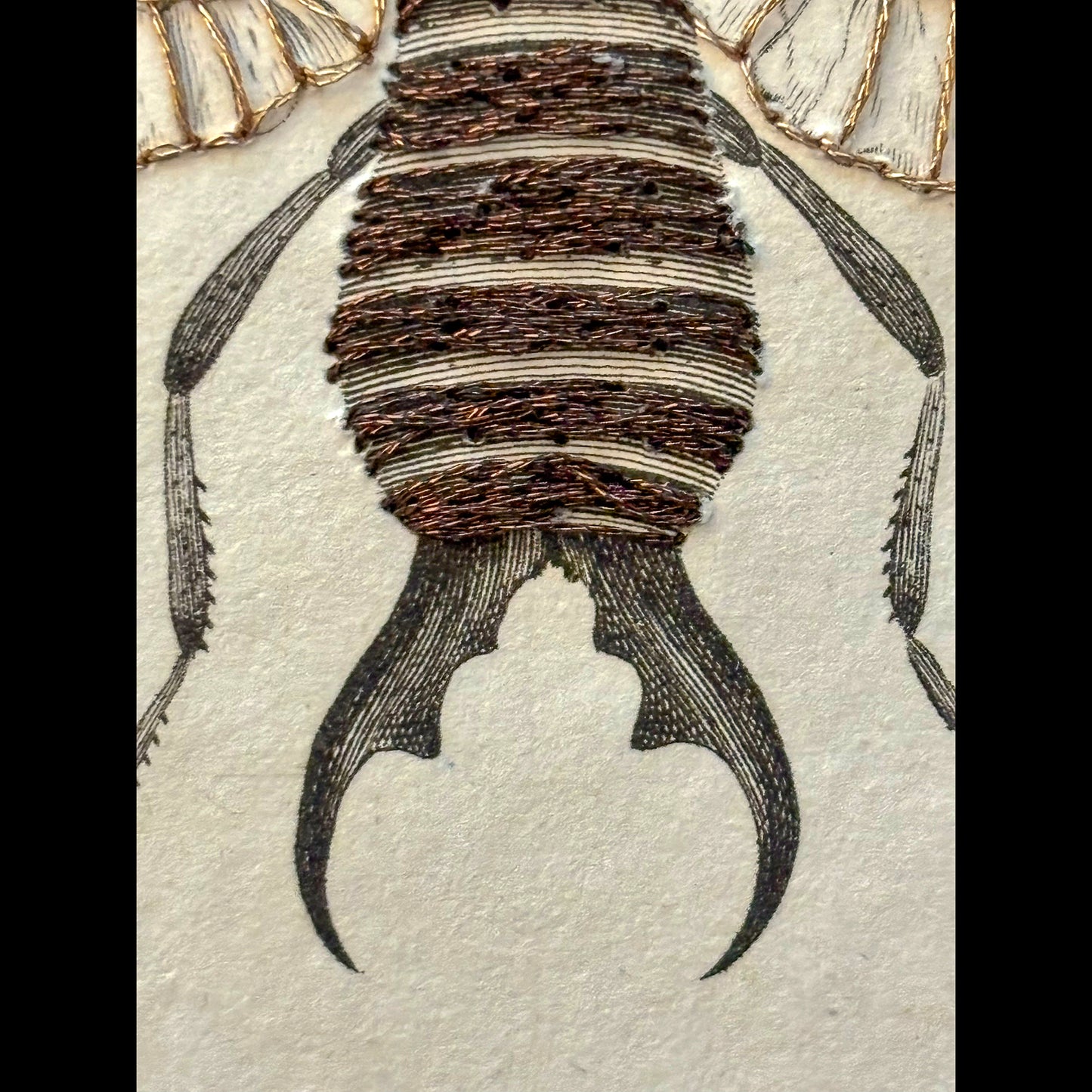 Antique Engraving (Earwig)