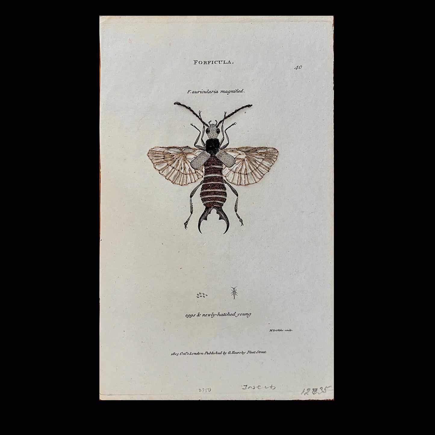 Antique Engraving (Earwig)