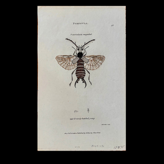 Antique Engraving (Earwig)