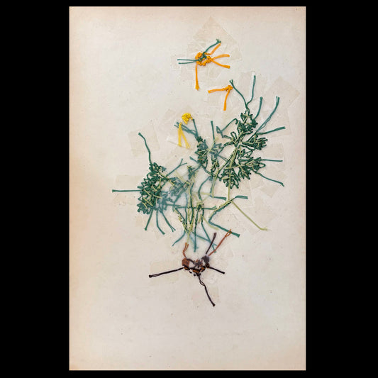 Antique Print Botanical (Bulbous Crowfoot)