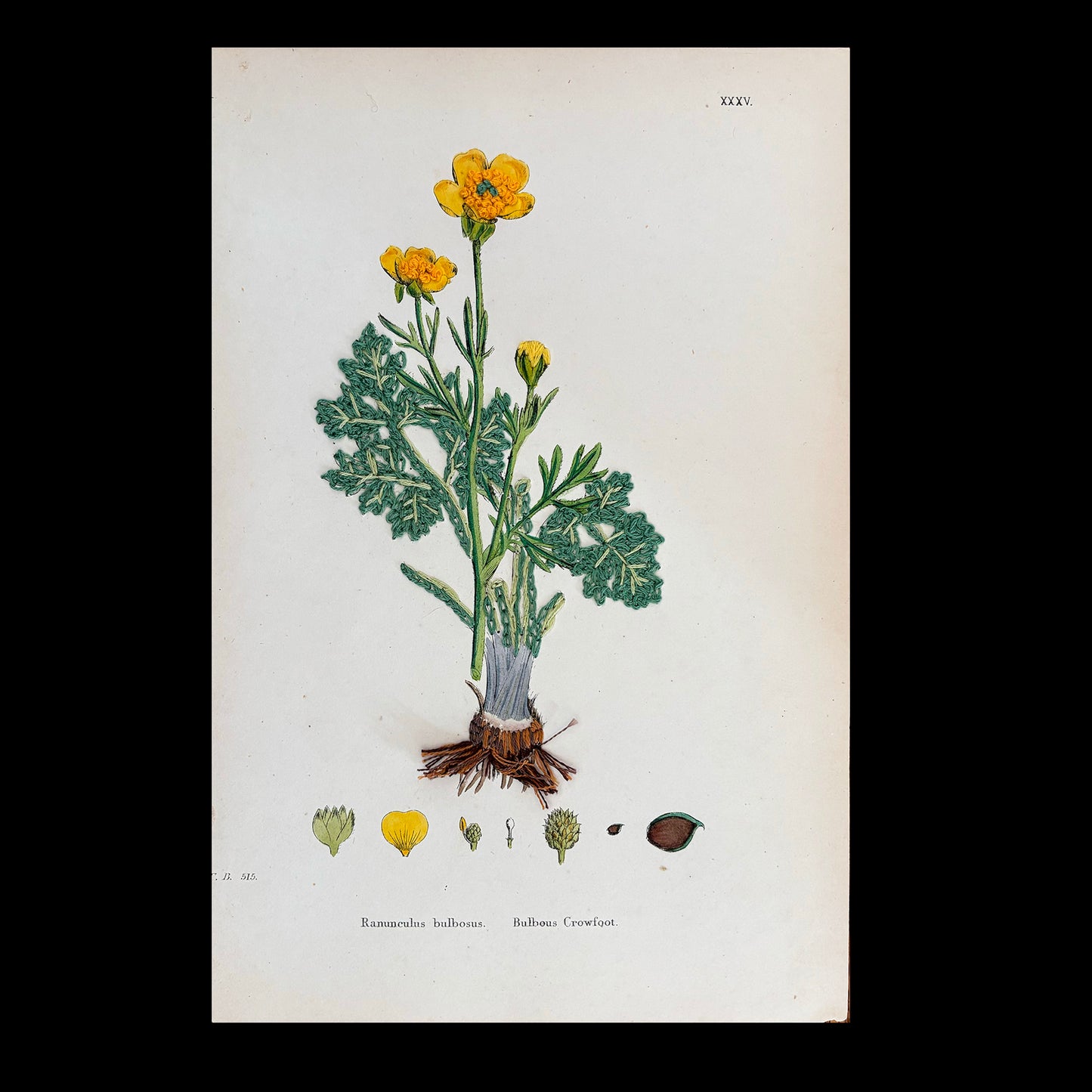 Antique Print Botanical (Bulbous Crowfoot)