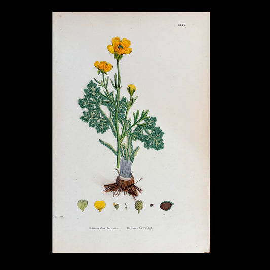 Antique Print Botanical (Bulbous Crowfoot)