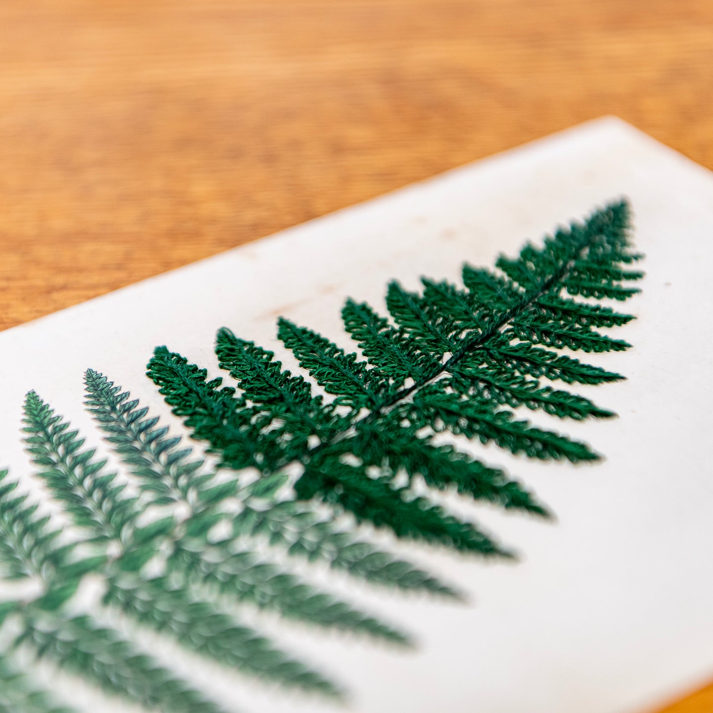 Antique Botanical Print (Fern)