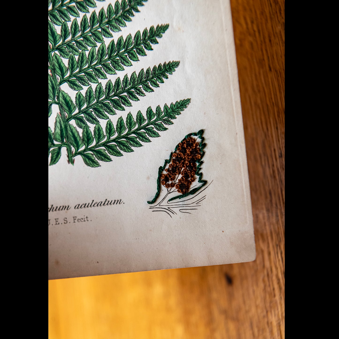 Antique Botanical Print (Fern)