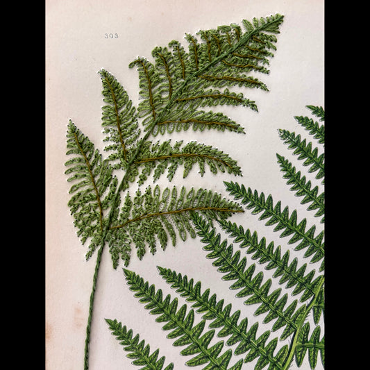 Antique Botanical Print (Fern Leaf)