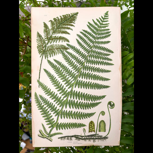 Antique Botanical Print (Fern Leaf)
