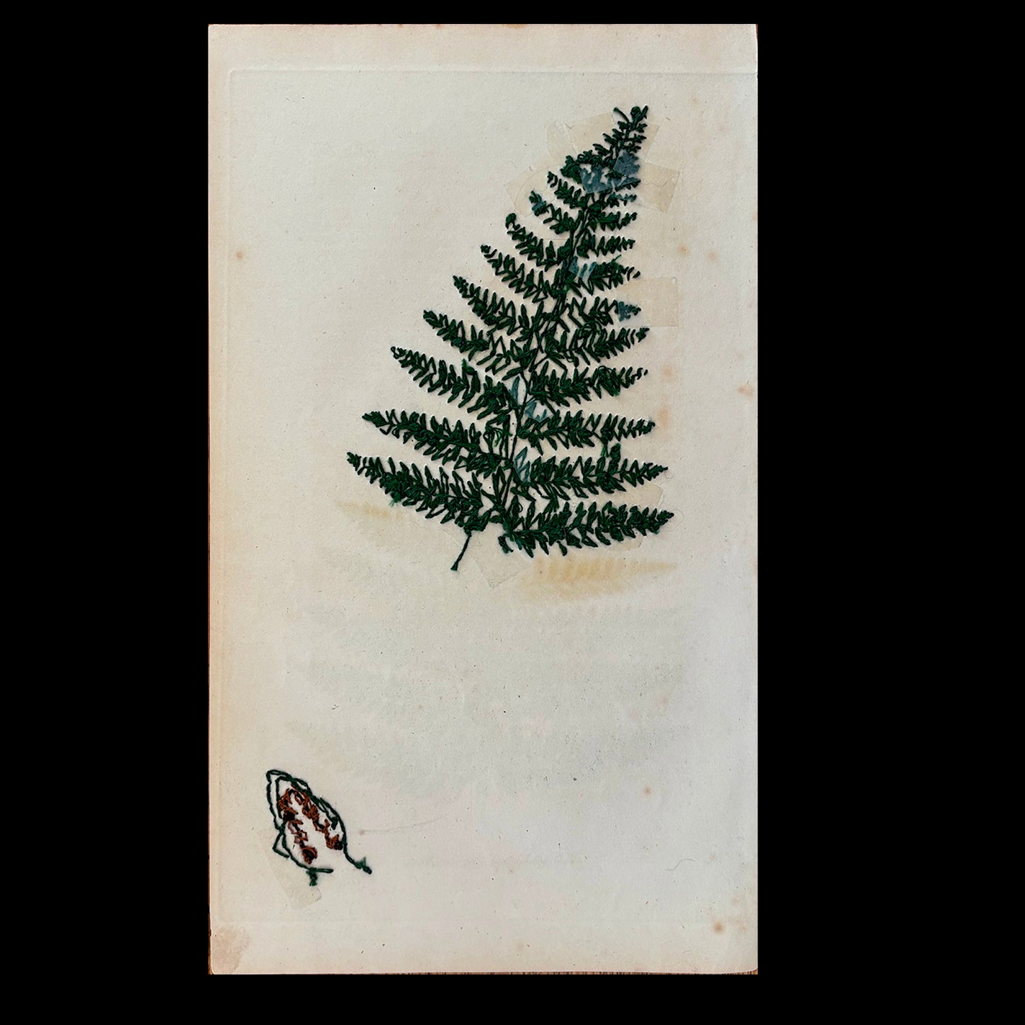 Antique Botanical Print (Fern)