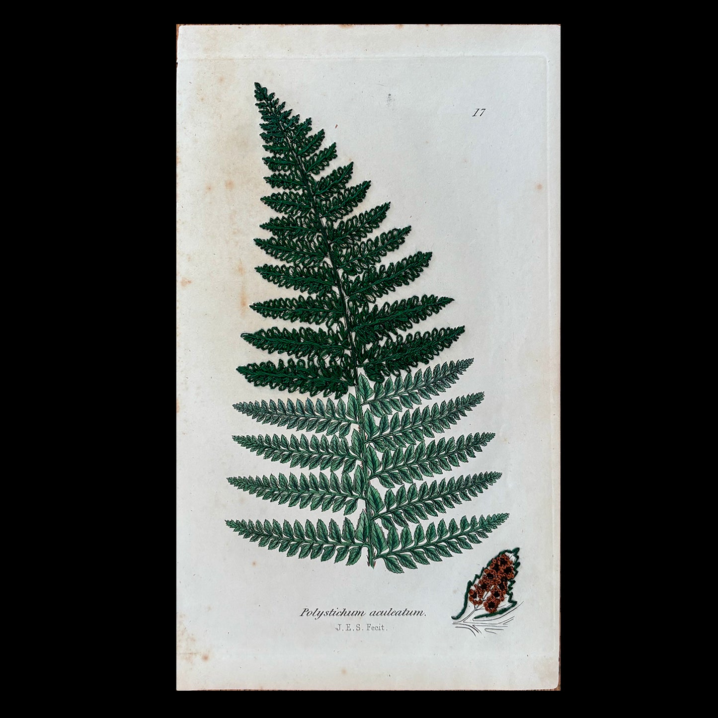 Antique Botanical Print (Fern)