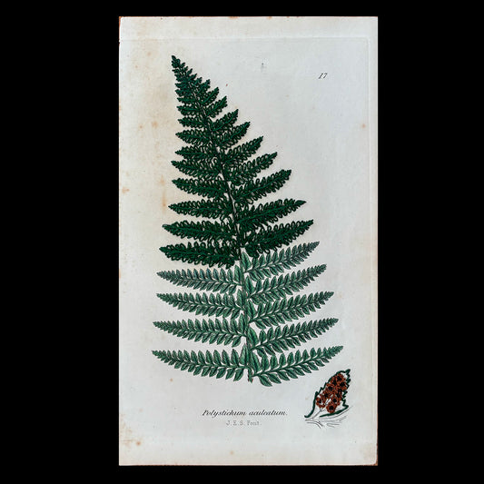 Antique Botanical Print (Fern)