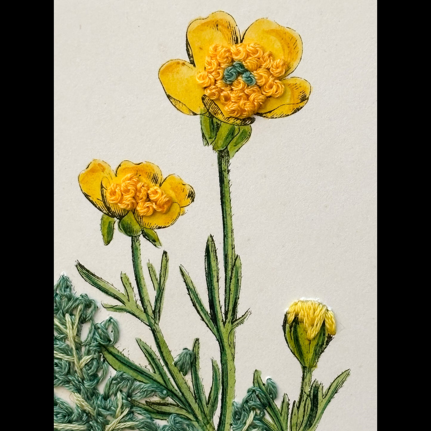 Antique Print Botanical (Bulbous Crowfoot)
