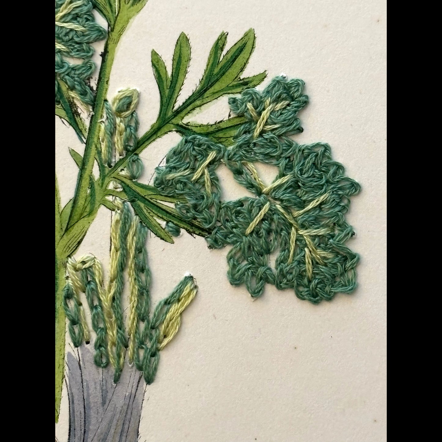 Antique Print Botanical (Bulbous Crowfoot)