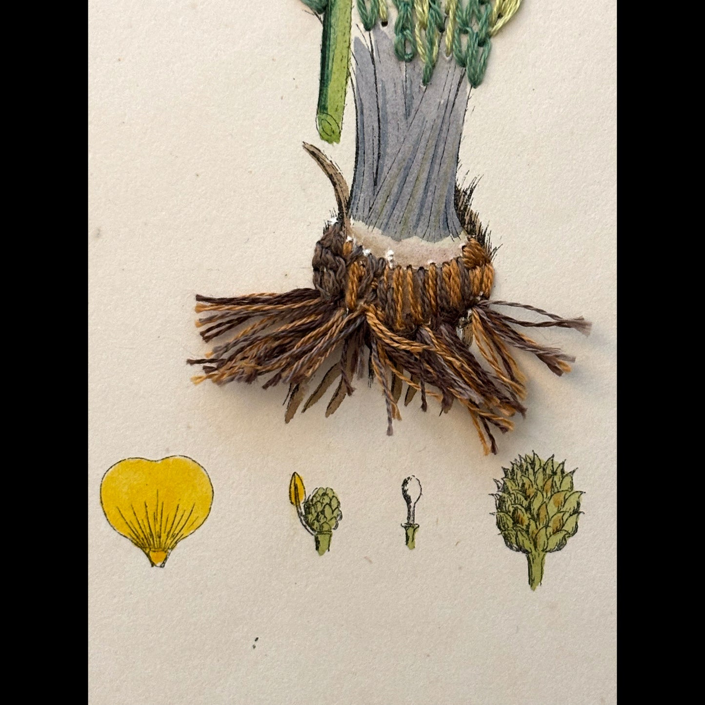 Antique Print Botanical (Bulbous Crowfoot)