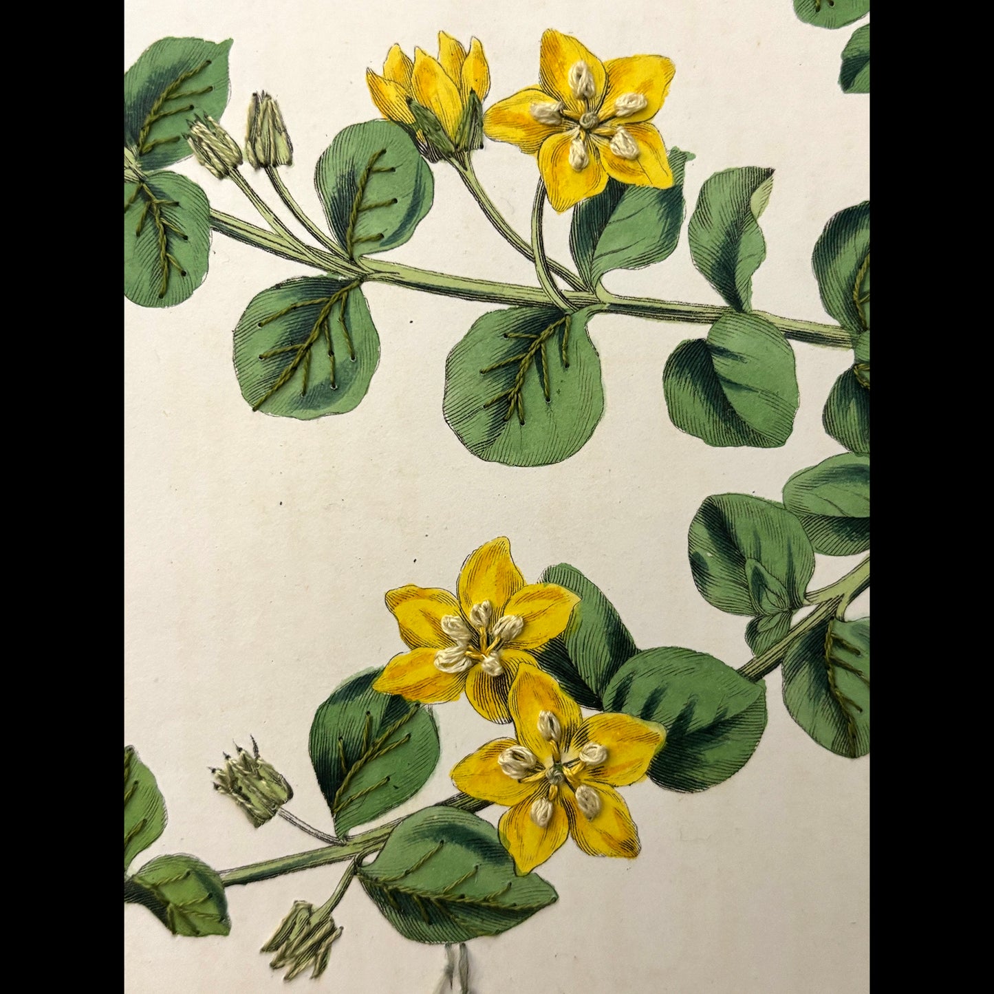 Framed Antique Botanical Print (Creeping Jenny)