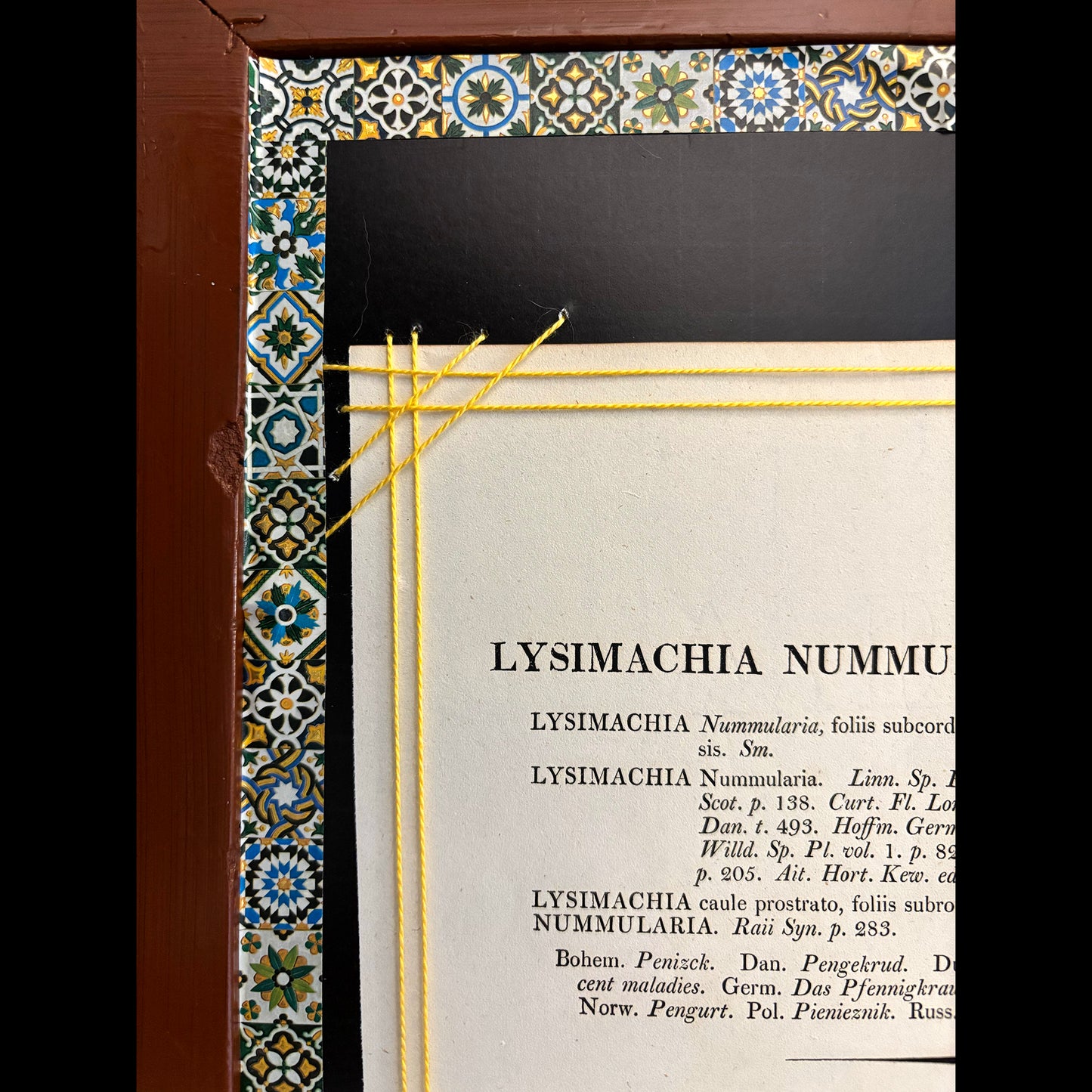 Framed Antique Botanical Print (Creeping Jenny)