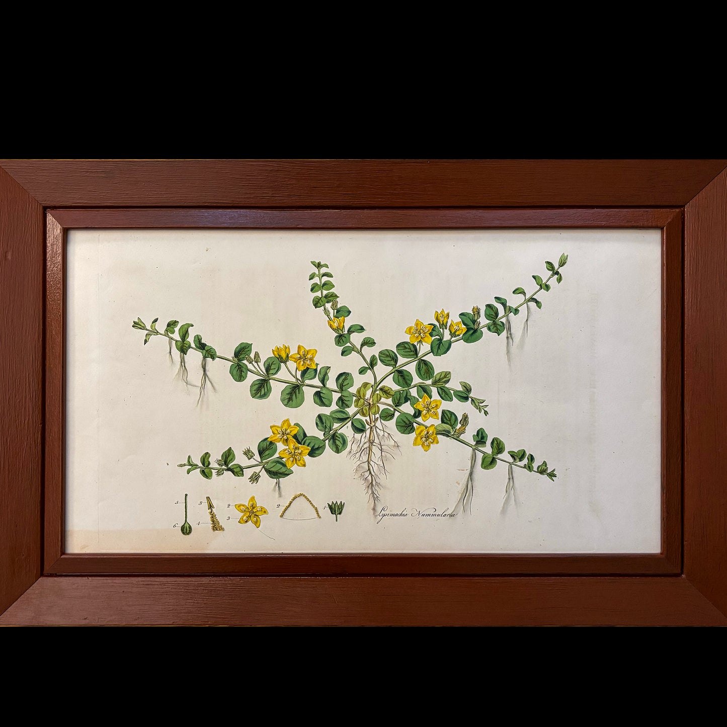 Framed Antique Botanical Print (Creeping Jenny)