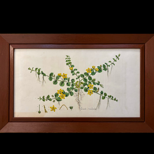 Framed Antique Botanical Print (Creeping Jenny)