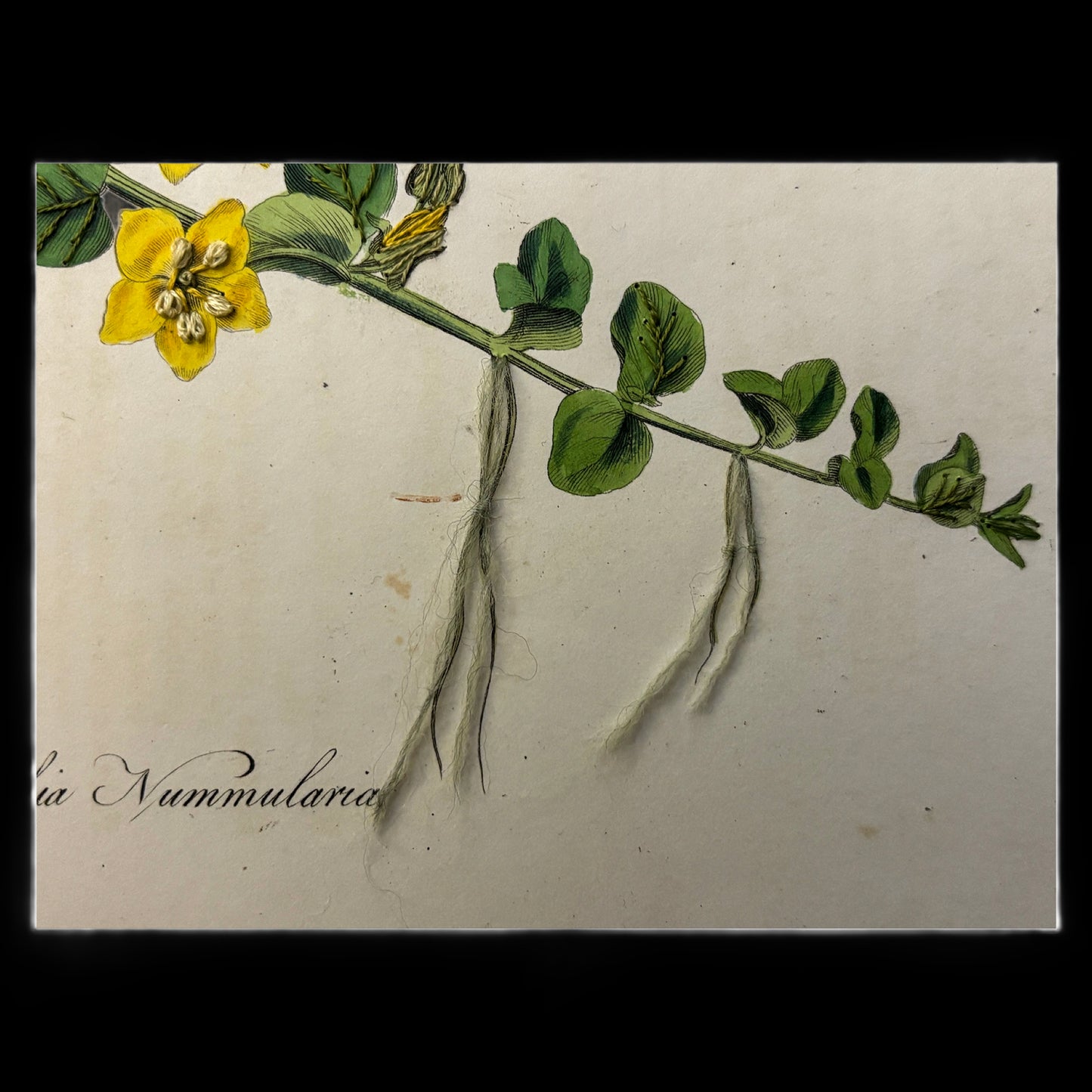 Framed Antique Botanical Print (Creeping Jenny)