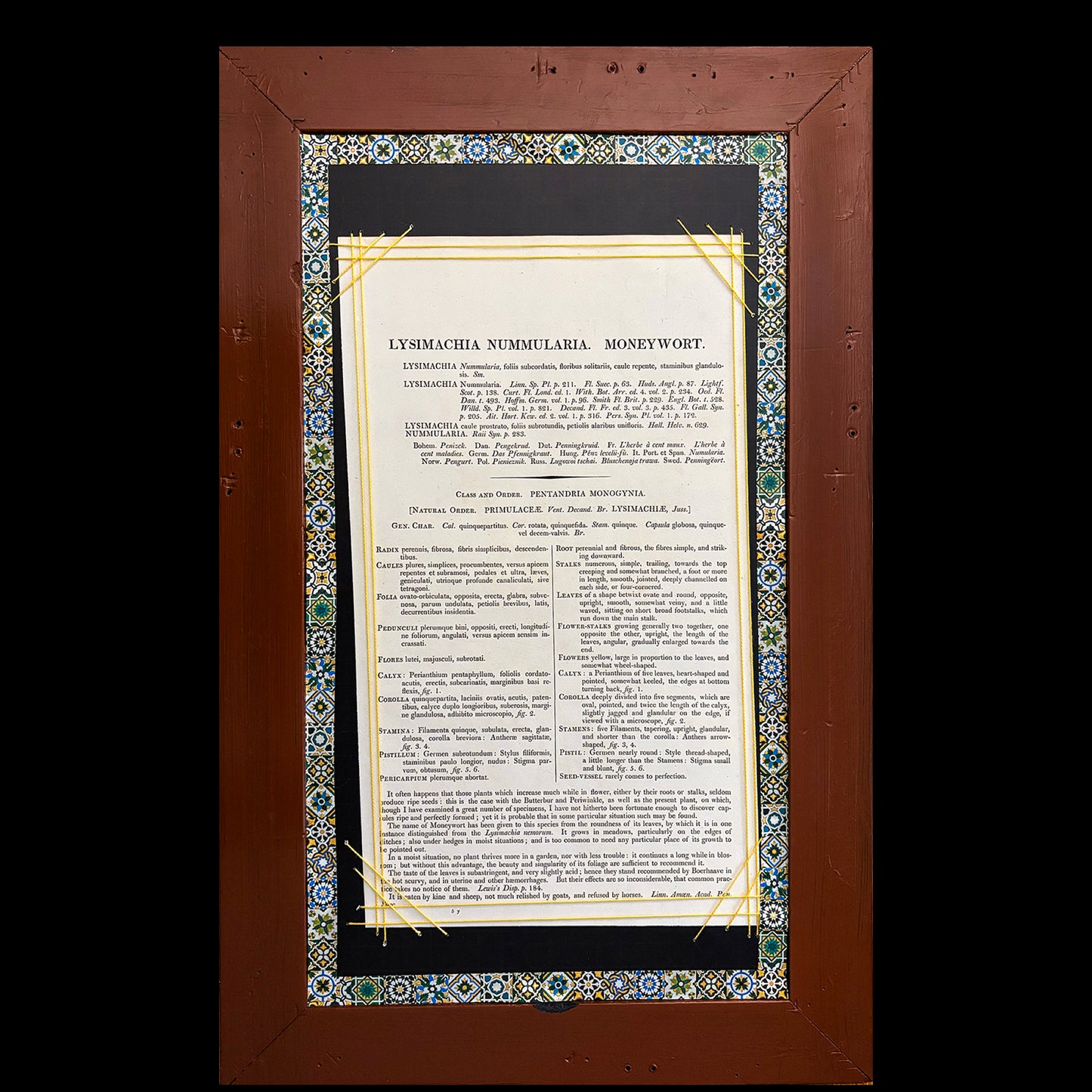 Framed Antique Botanical Print (Creeping Jenny)