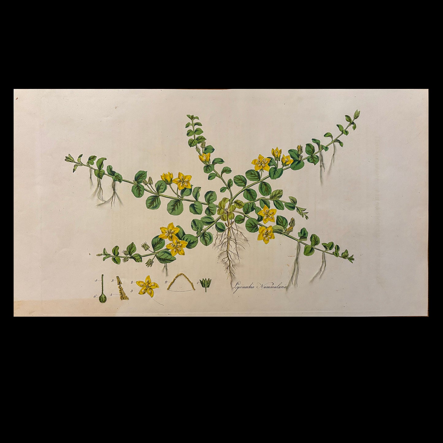 Framed Antique Botanical Print (Creeping Jenny)