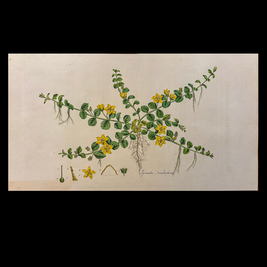 Framed Antique Botanical Print (Creeping Jenny)